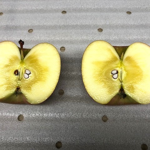 家庭用】高徳(こうとく) | 果物/りんご 産直アウル 農家から直接野菜