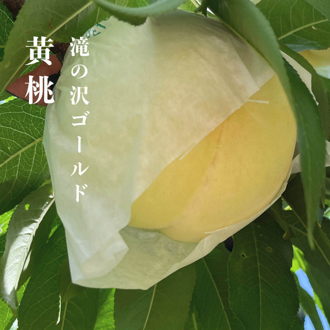 黄桃｜黄金色に輝く希少な黄桃！濃厚な甘さ・ねっとり食感「滝の沢