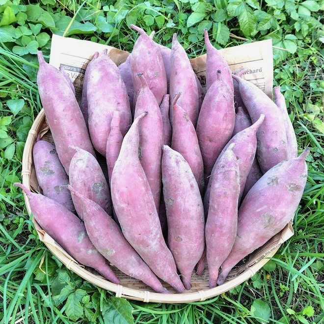 あまはづき　さつまいも　A品 Mサイズ10kg 訳ありB品】熟成不要のさつま芋「あまはづき10kg」（虫害・割れ・キズ