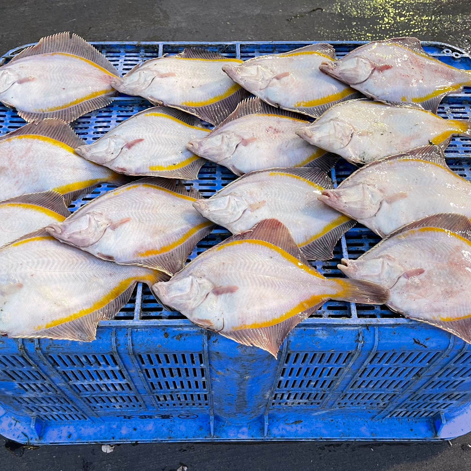 おチビちゃんカレイ ア 魚介類 セット 詰め合わせ Owl アウル 農家から直接野菜などの食材を購入できる産地直送の宅配通販サイト