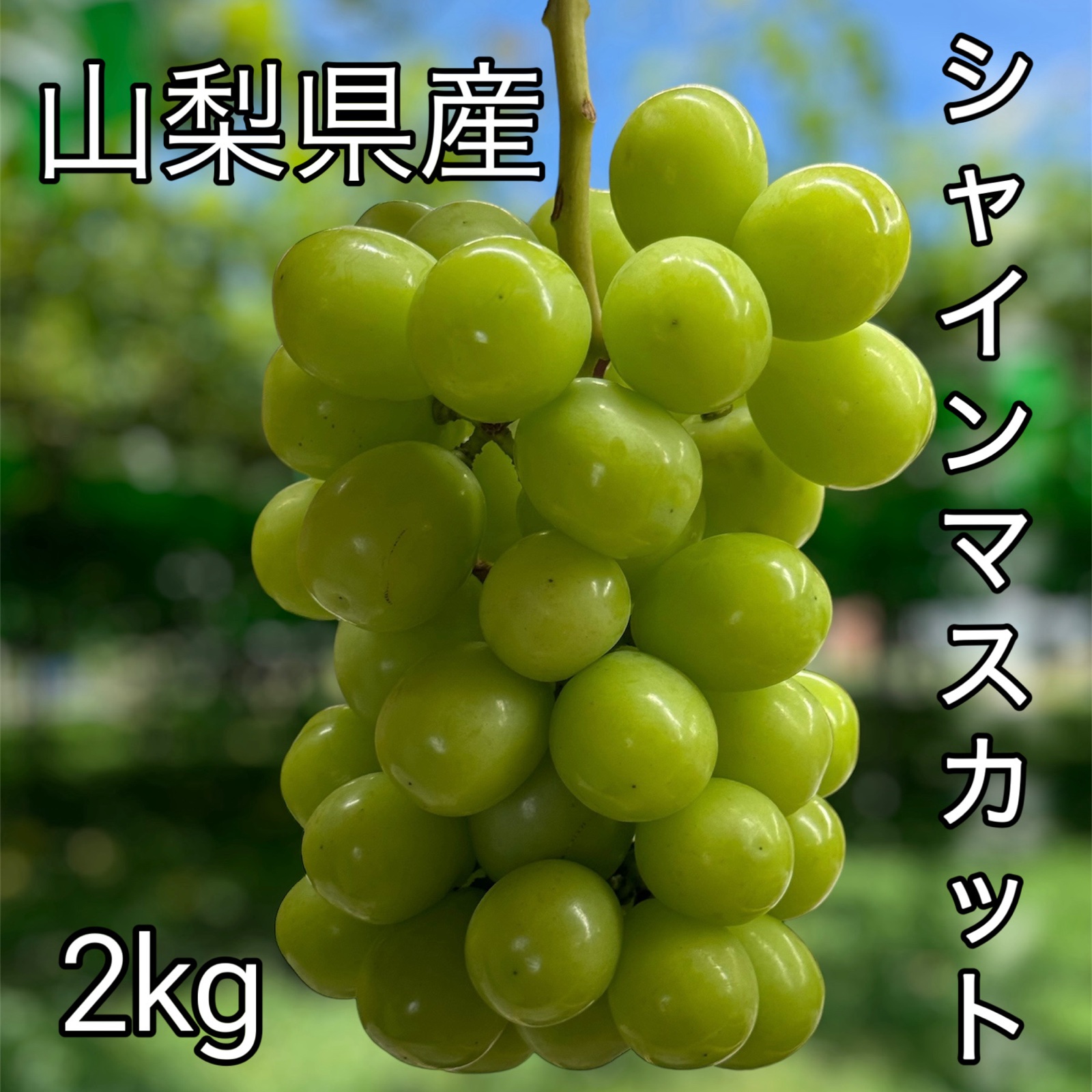 クール便】山梨県産ぶどう【シャインマスカット】2kg〜2.4kg前後(3〜5