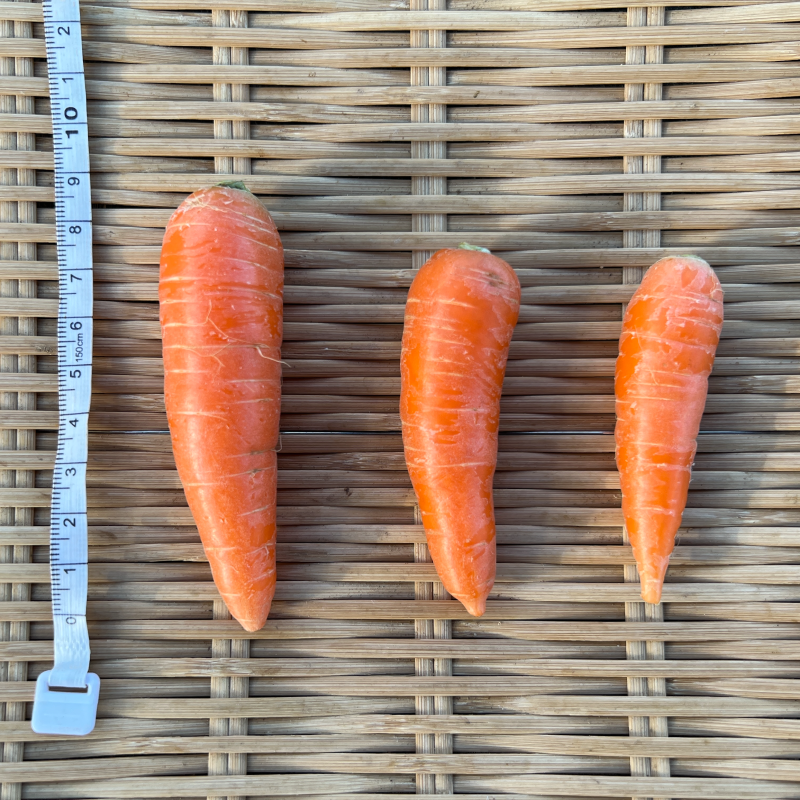 ミニミニ完熟にんじん【4.5kg】 《大きさ不揃い》 ｜ 野菜/人参 産直