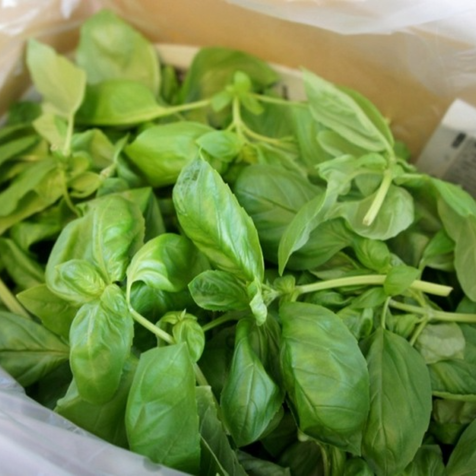 フレッシュスイートバジル2kg フレッシュスイートバジル2kg 【公式通販】