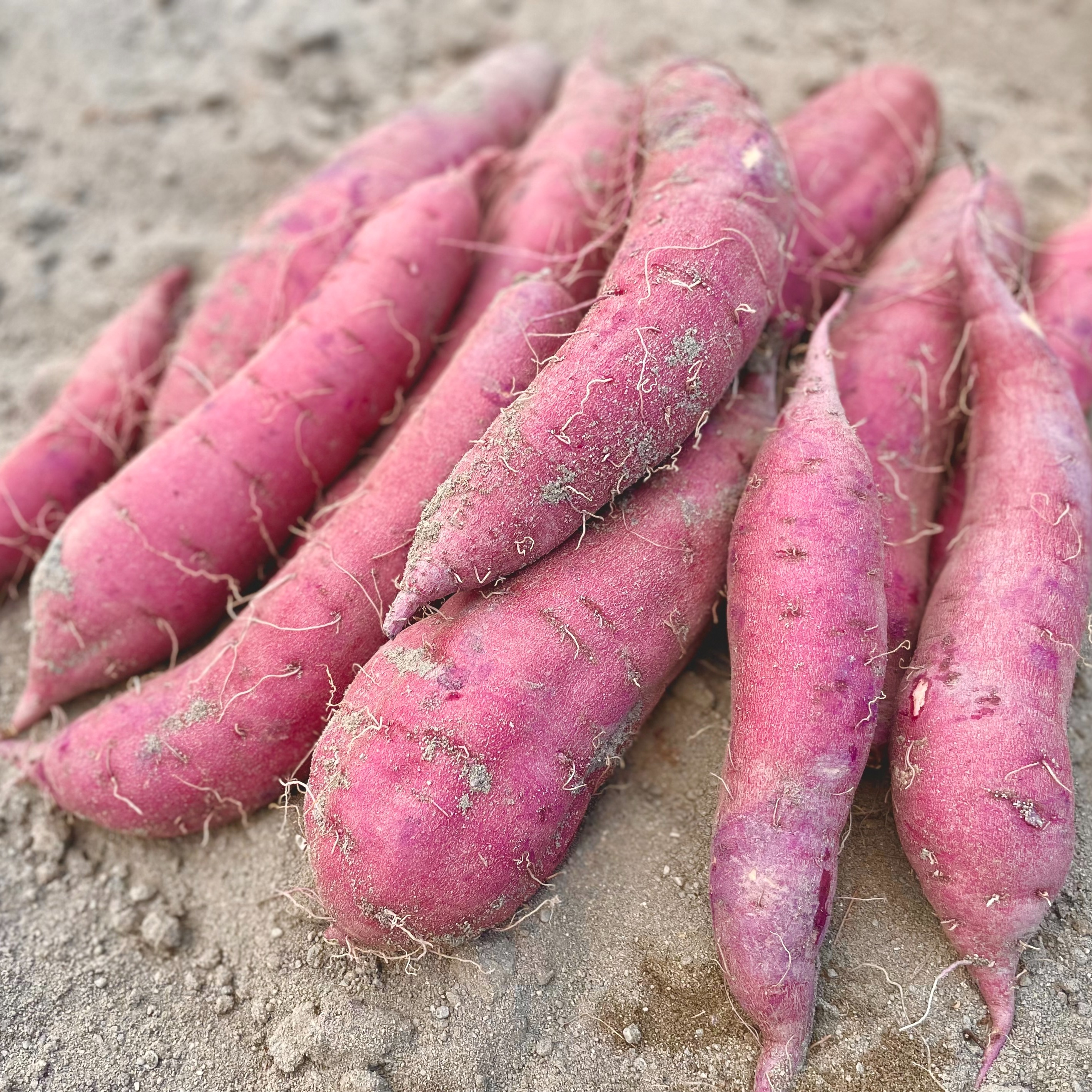 MLサイズ20kgさつまいも 種子島農家直送便　紅　#107