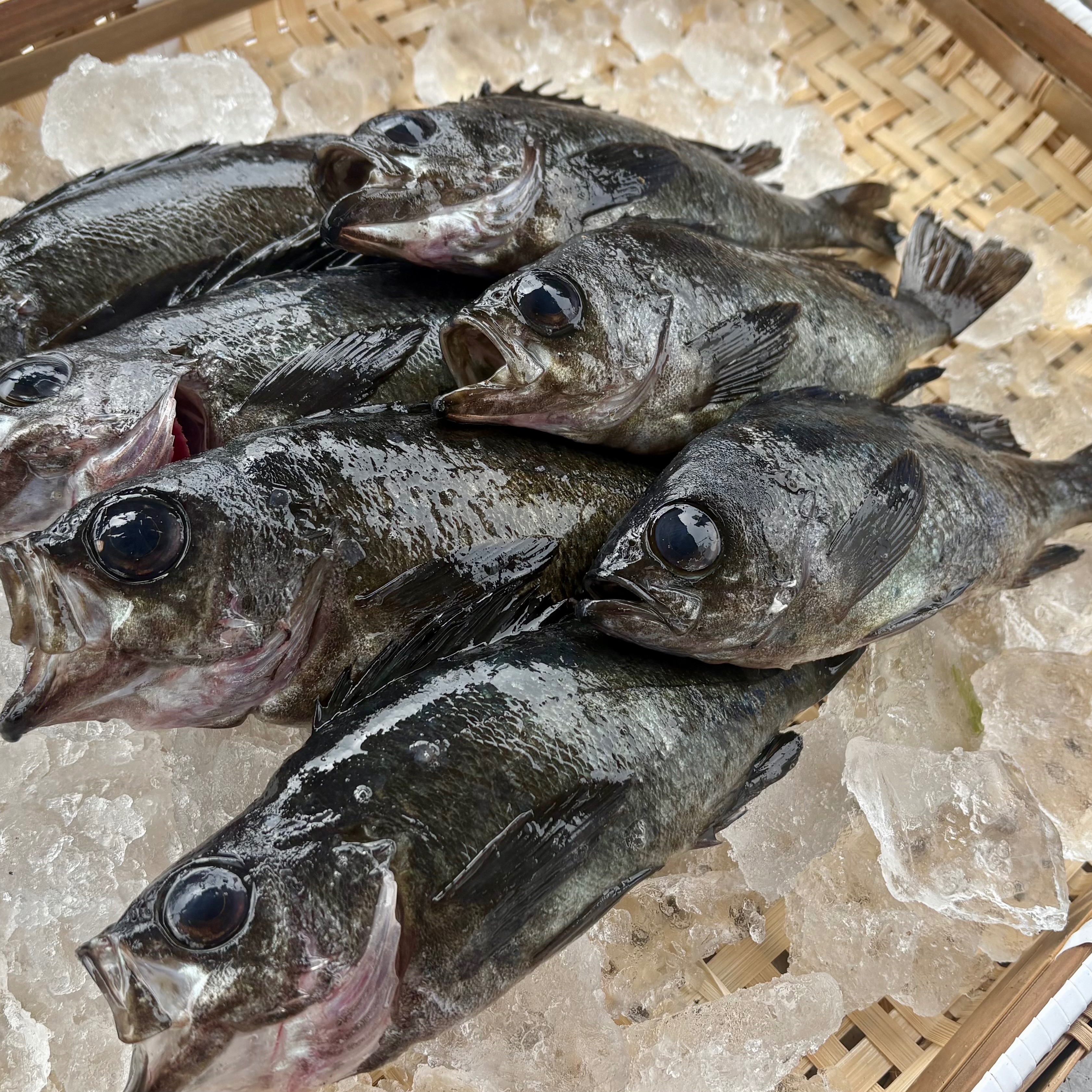 周防大島 青年漁師団（山口県・周防大島町）｜生産者詳細｜産直アウル