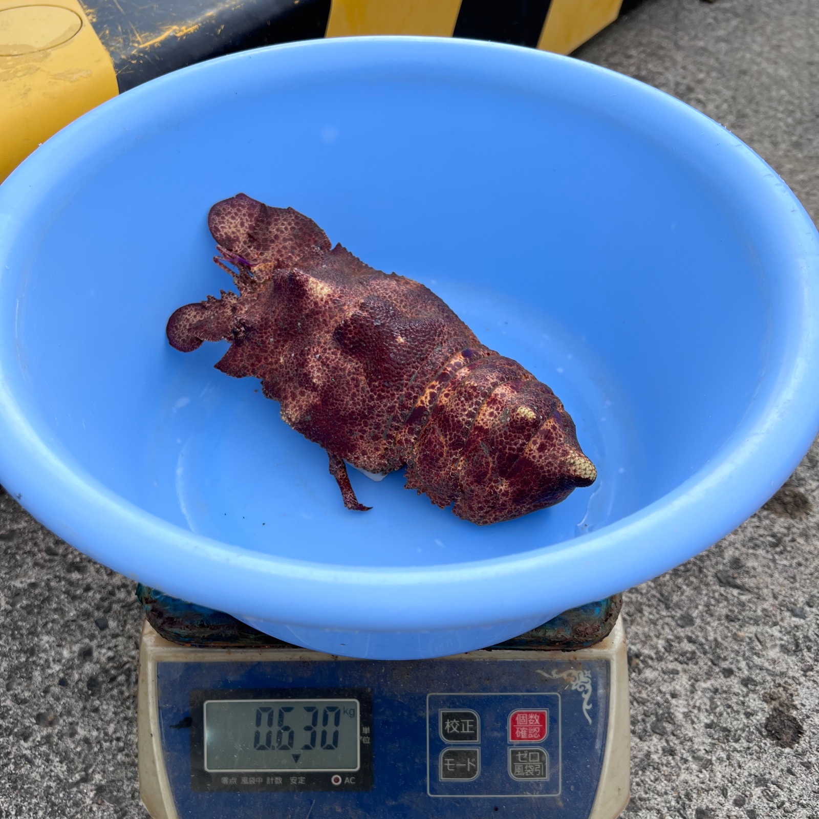 15,800円→14,000円【1,800円off】超希少 コブセミエビ 約630g 1匹