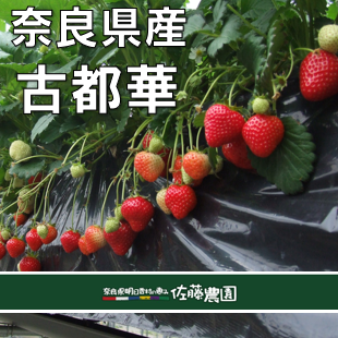 冷凍いちご2kg ｜ 果物/いちご 産直アウル 農家・漁師など生産者