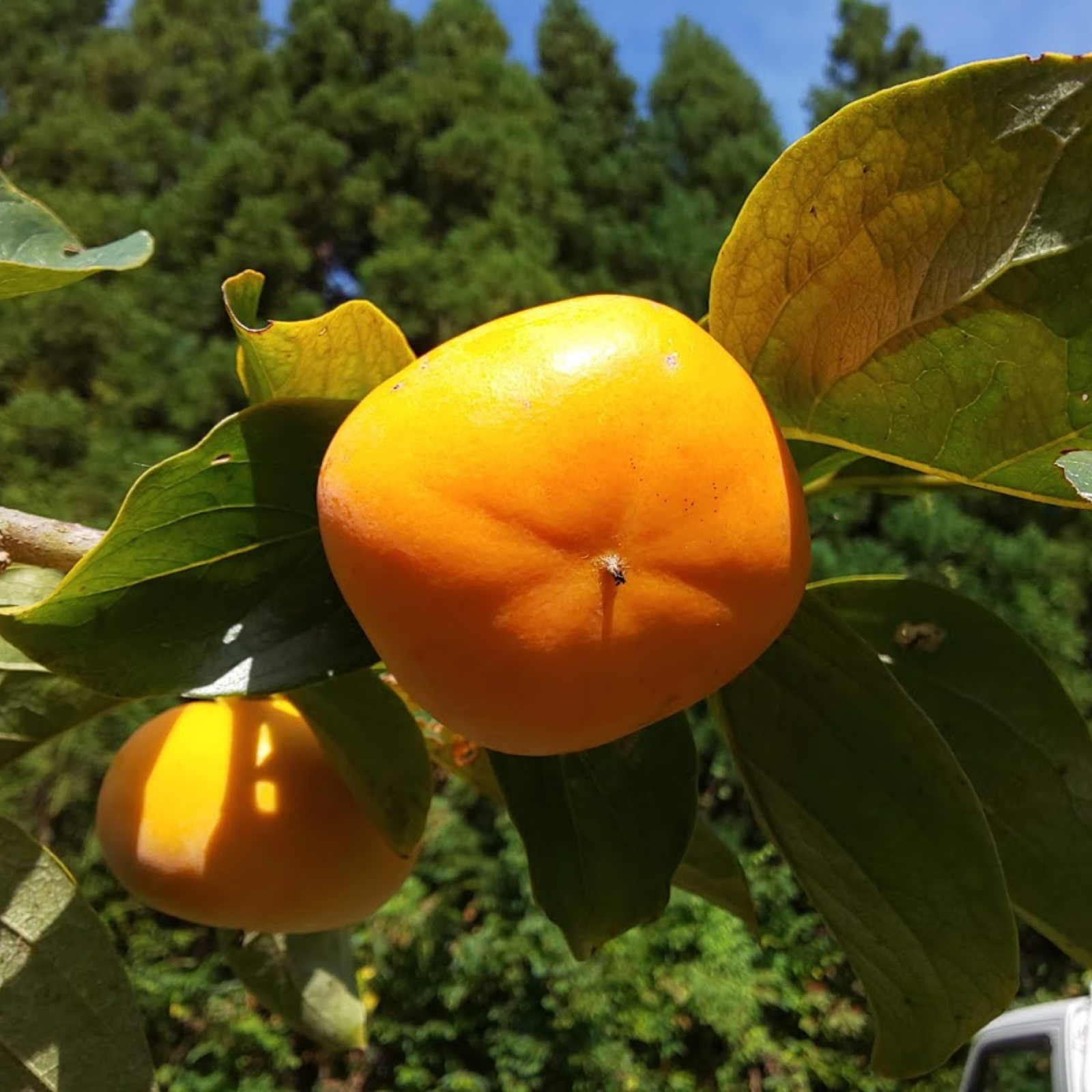 期間限定＞ 佐渡のたねなし柿 ｢島のかき｣5kg(農薬8割節減) | 果物/柿