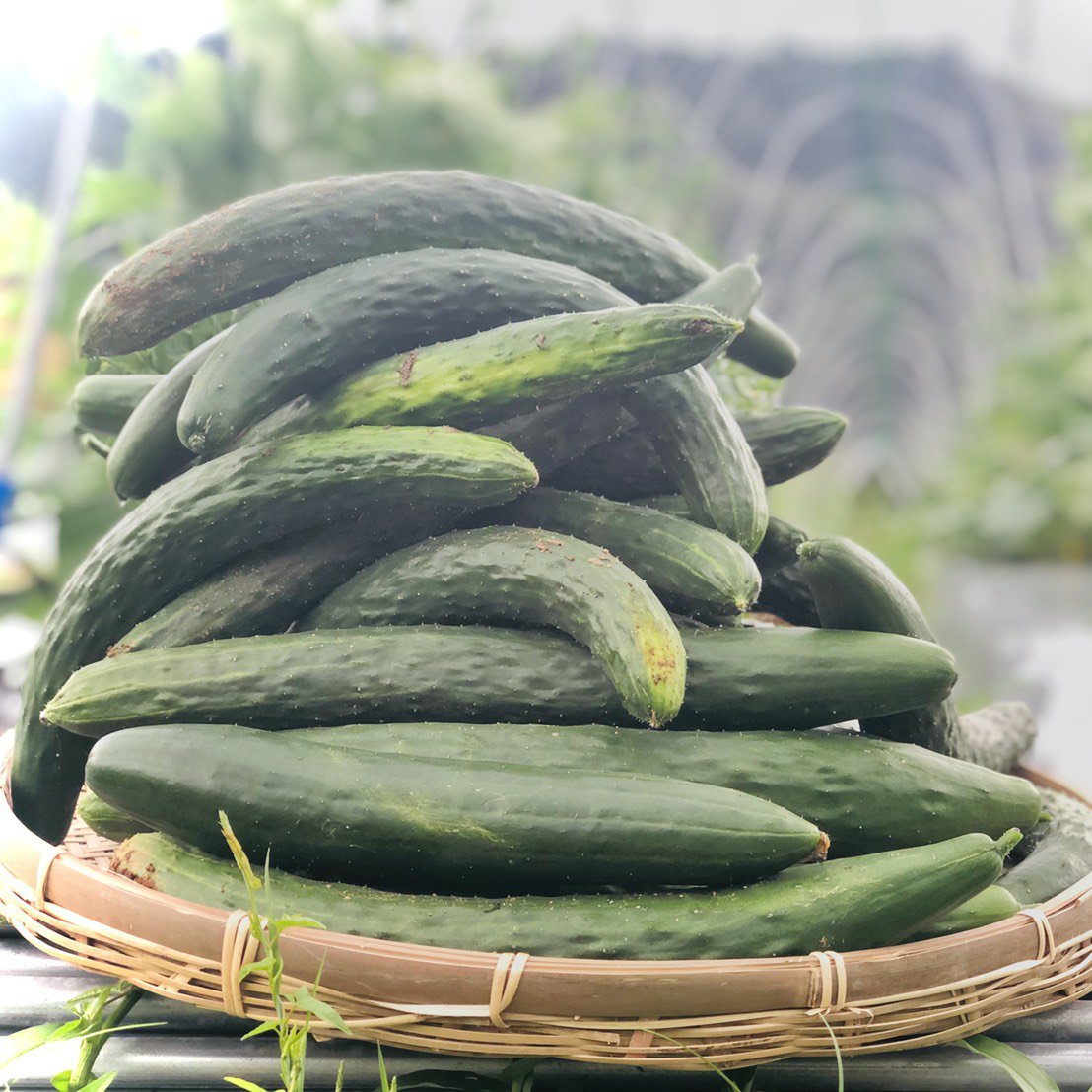 1585円 【SALE/82%OFF】 高知産 朝採れ きゅうり キュウリ 約2? 1585円 【SALE/82%OFF】 高知産 朝採れ きゅうり キュウリ 約2?