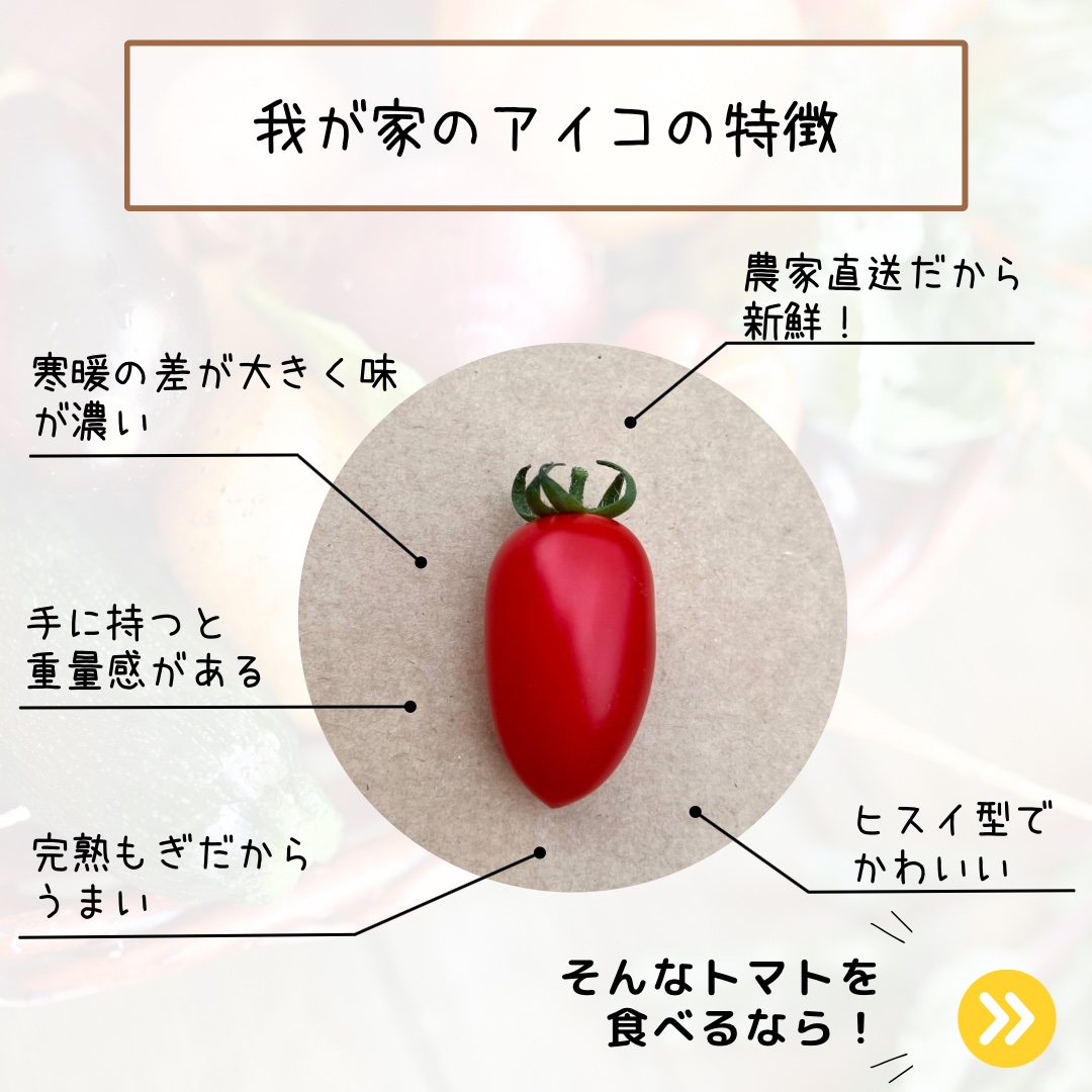 北海道産ミニトマト『アイコ』3kg | 野菜/トマト 産直アウル 農家から