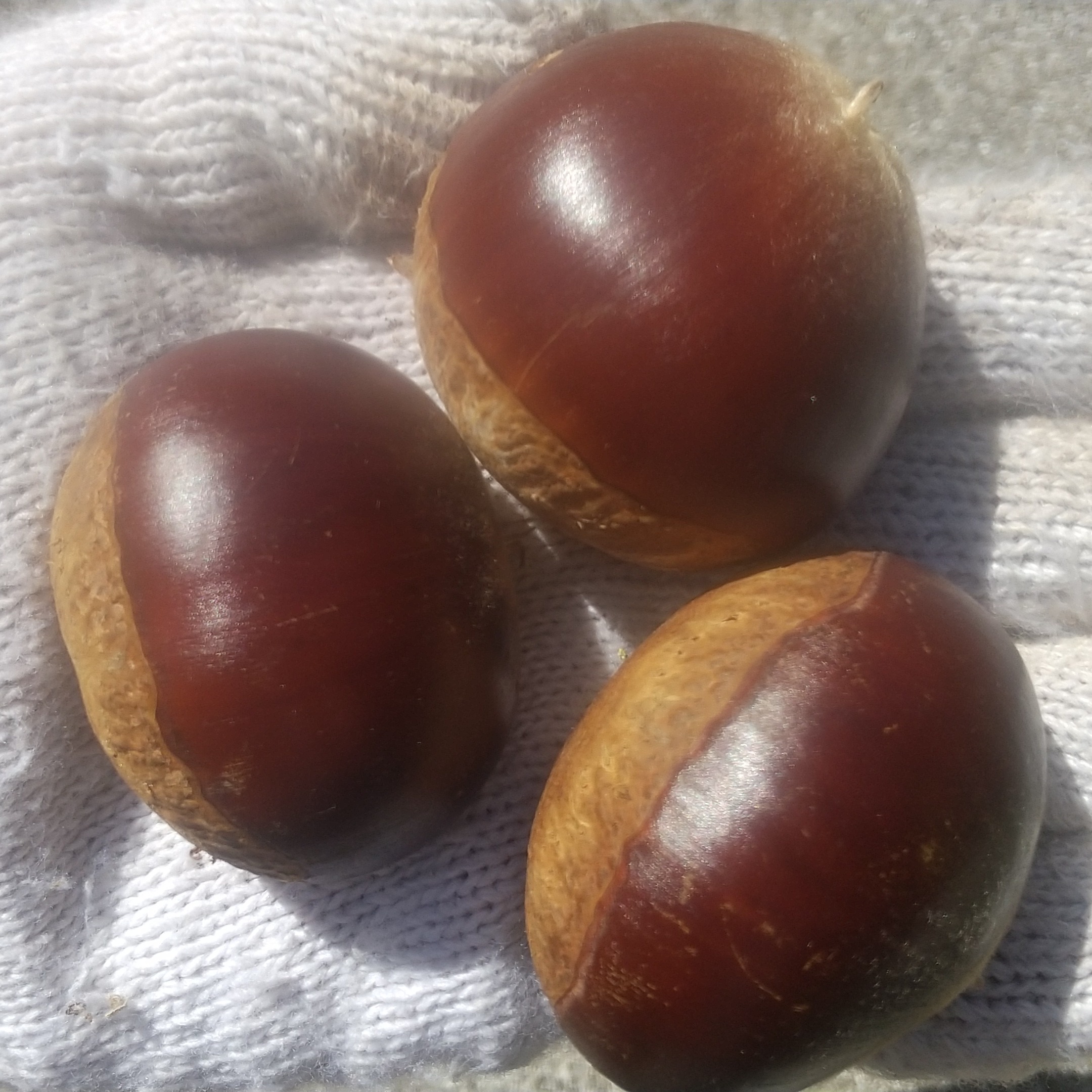 栗の王様 希少で人気の 利平栗 自然栽培 | 果物/栗 産直アウル 農家