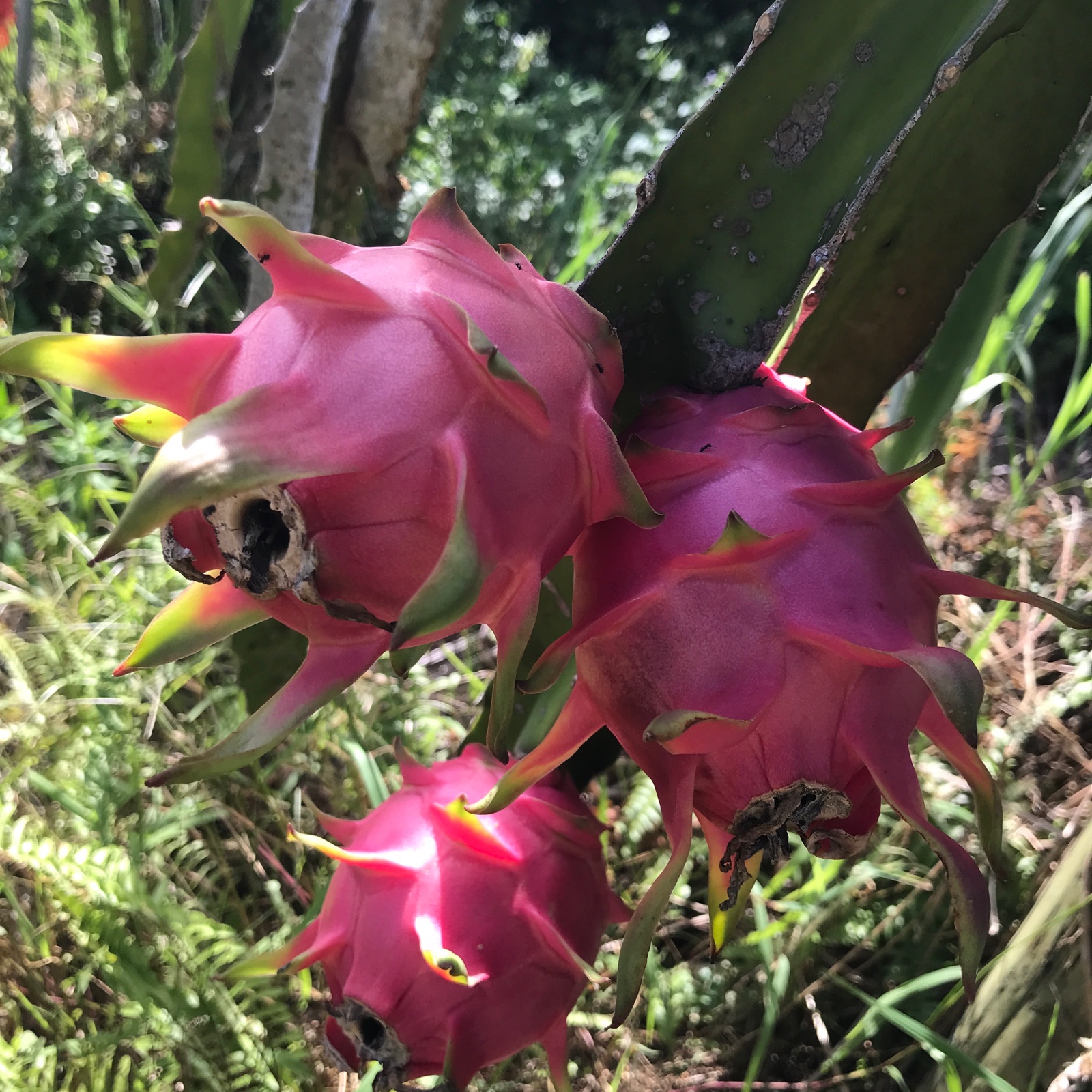 石垣島産『ドラゴンフルーツ』1キロ（赤玉）3〜4個 | 果物/ドラゴン