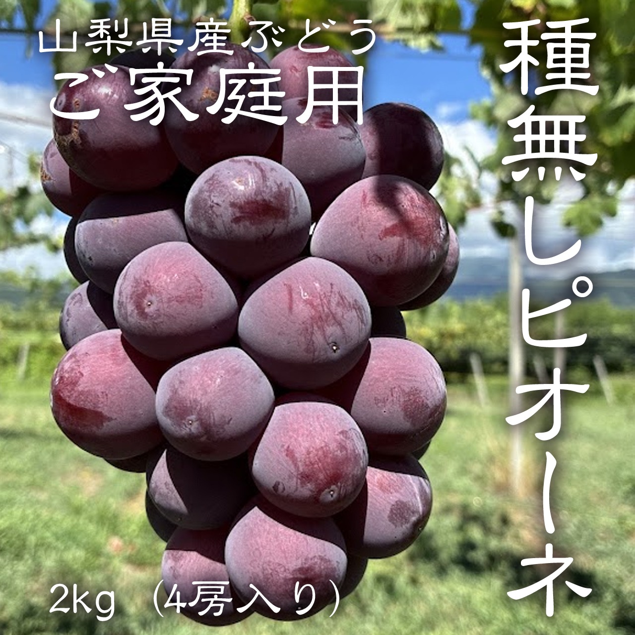 訳あり カナダ産チェリー 約10kg 家庭用 大粒 食品 訳あり カナダ産チェリー 約10kg 家庭用 大粒