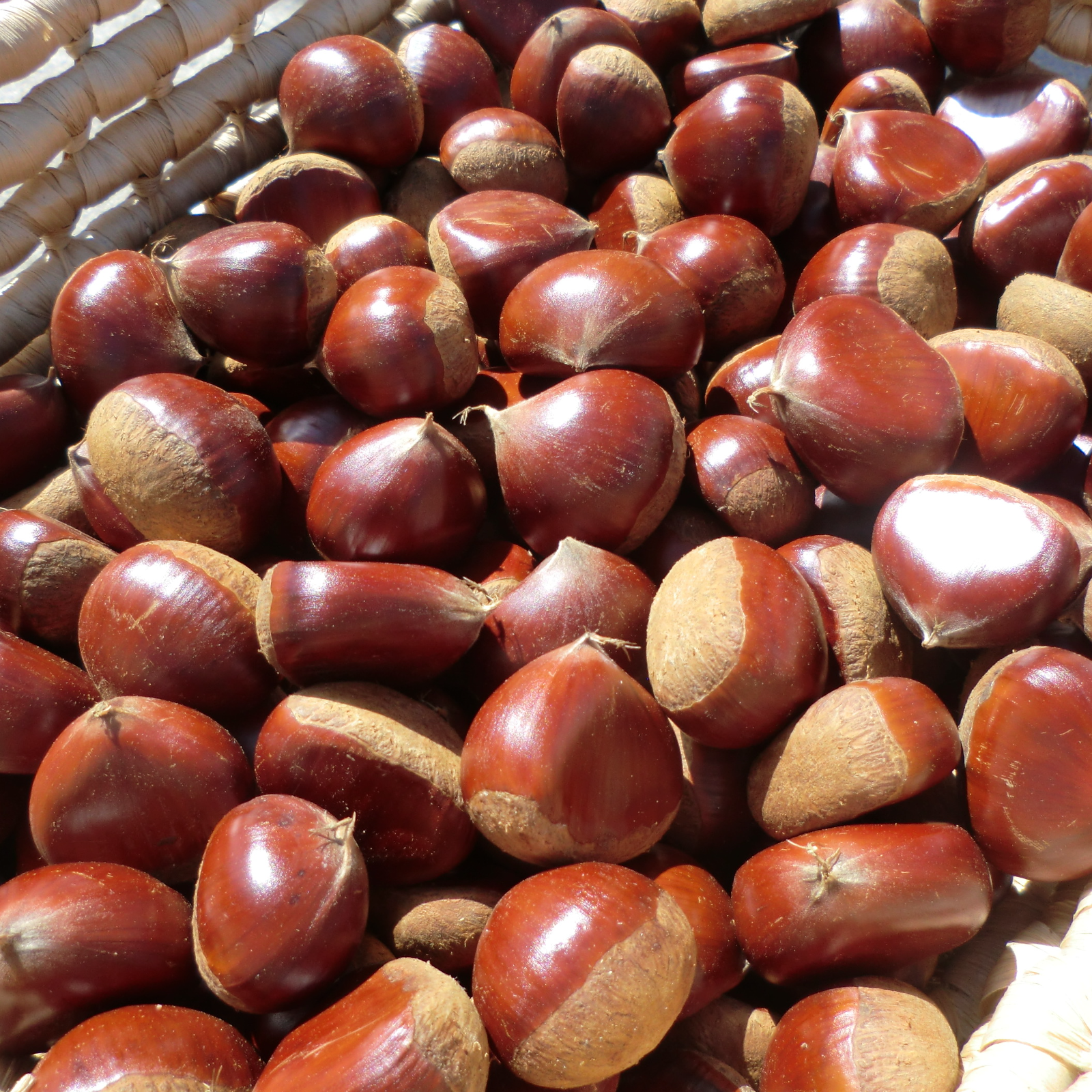 甘い筑波栗 農薬不使用 | 果物/栗 産直アウル 農家から直接野菜などの