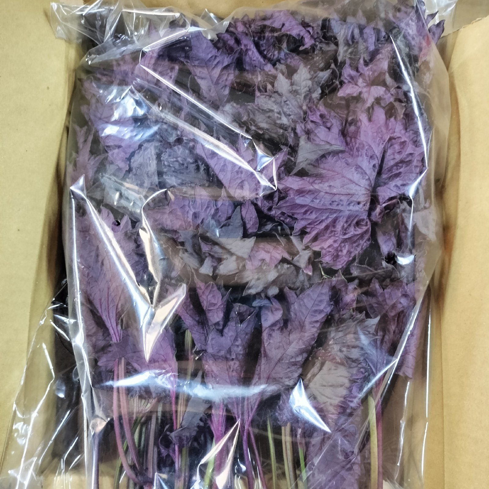 赤紫蘇600g 期間限定 パチャママ農園 “天神赤しそ” 梅干し作りや紫蘇