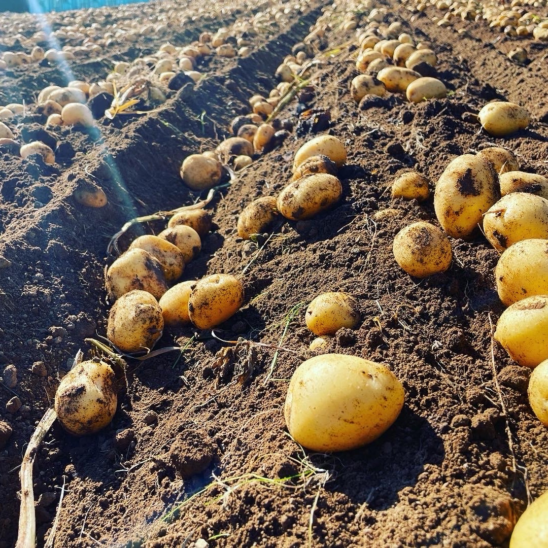 ながさき黄金Lサイズ20kg(春作) ｜ 野菜/じゃがいも 産直アウル 農家