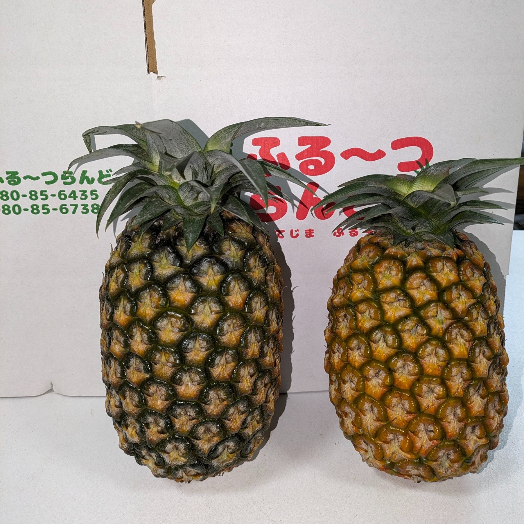 送料無料】高級品種サンドルチェ約2.5㎏（2～3玉） | 果物