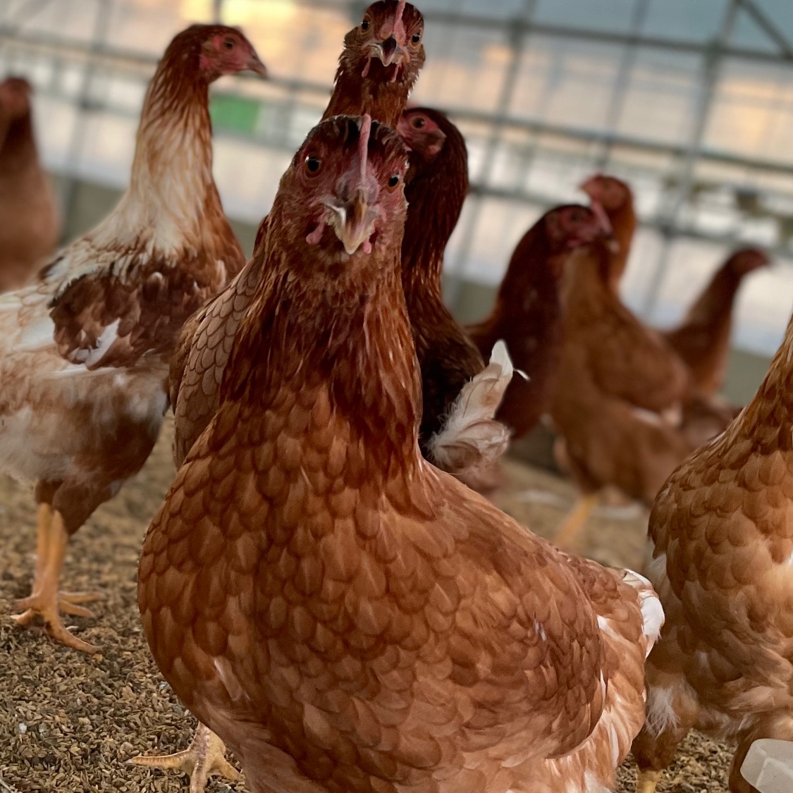 昔ながらの放し飼いでのびのび育った純国産赤鶏もみじのたまご《12個