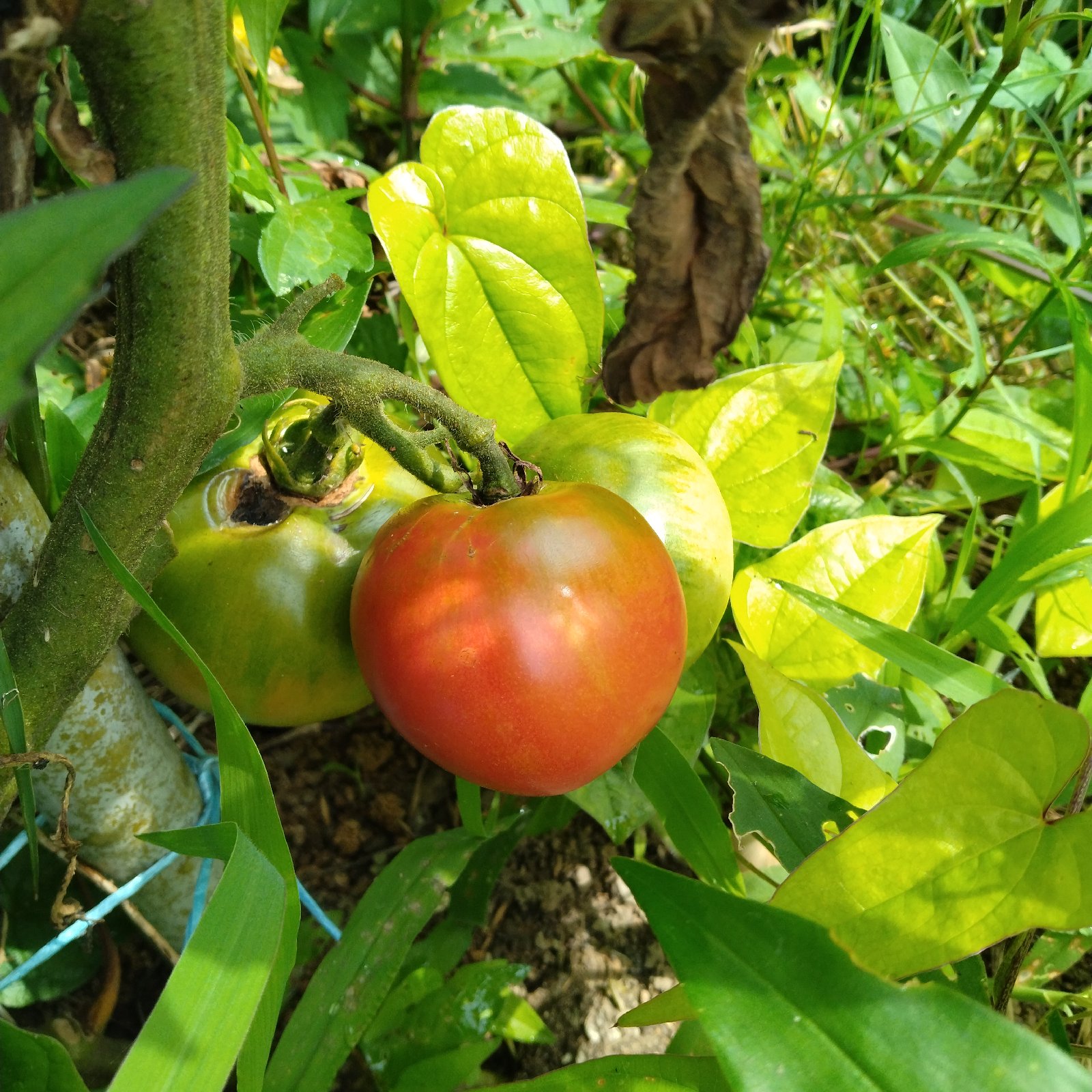 無農薬野菜ボックス（冷蔵発送） ｜ 野菜/野菜セット・詰め合わせ 産直