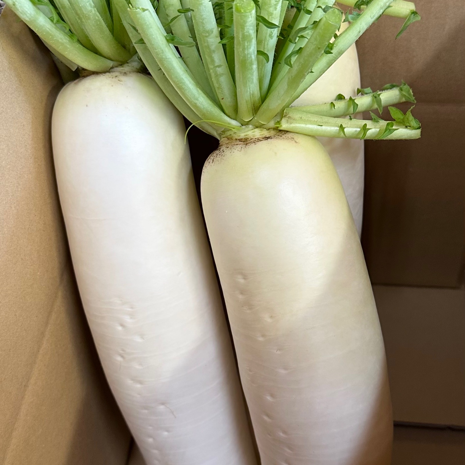 大根とお芋のセット 新鮮！三浦半島産青首大根セット4キロ ｜ 野菜/野菜セット・詰め合わせ