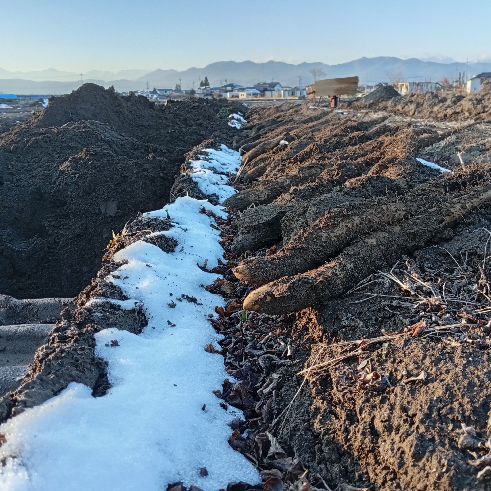 長芋20kg | 野菜/長いも・山いも 産直アウル 農家から直接野菜などの