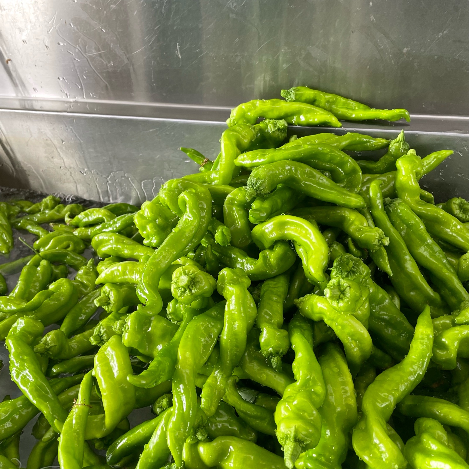 いっぱい食べたい！甘長とうがらし ｜ 野菜/その他野菜 産直アウル