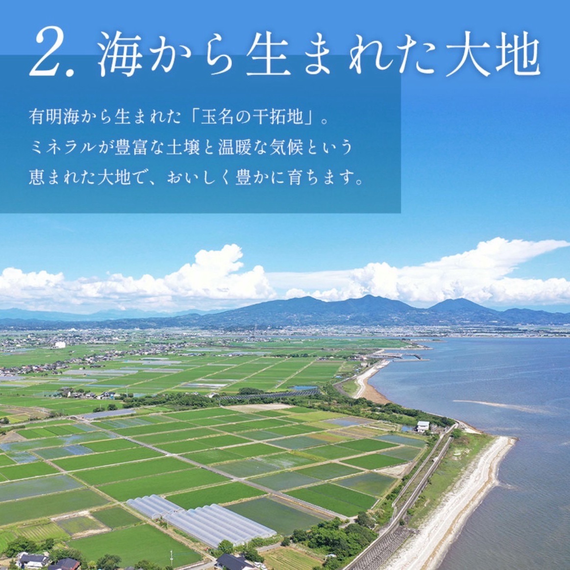 ミニトマト 4キロ 野菜 熊本 おやつ 弁当 おかず ミネラル リコピン