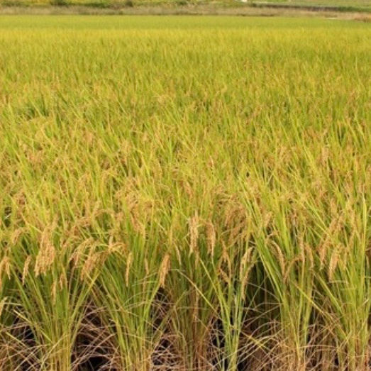 令和7年10月収穫ヒノヒカリ玄米10kg ｜ 米・穀物/玄米 産直アウル 農家