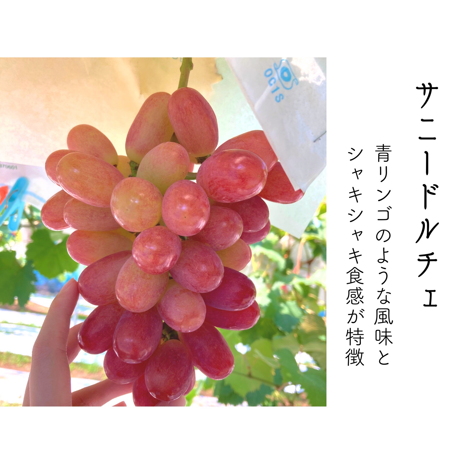 HM 山形県産　美品クイーンニーナ大房と訳ありサニードルチェ おすすめ】太陽いっぱい浴びたサニードルチェ厳選1房 ｜ 果物/ぶどう