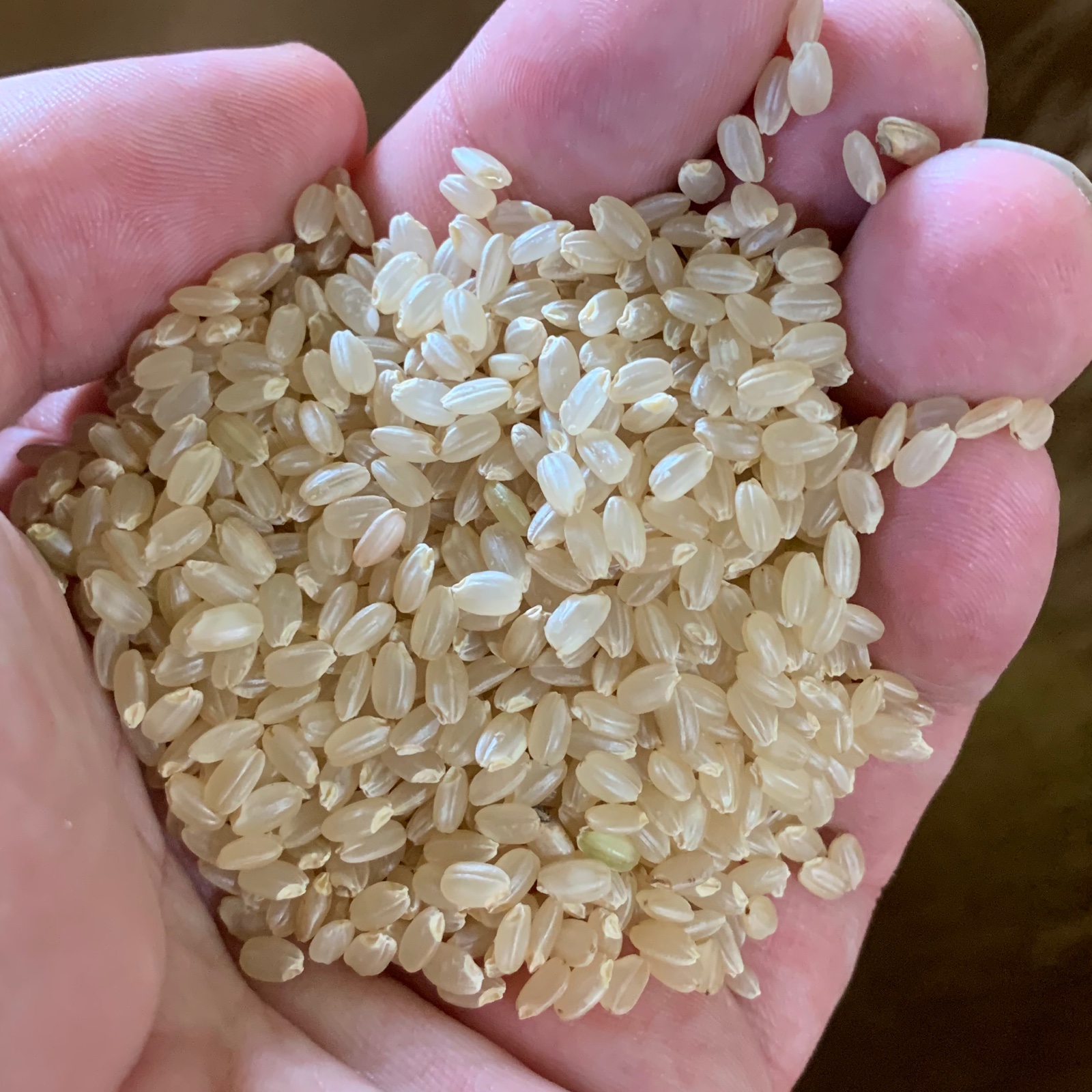 値下げしました！ 新米 昔ながらのコシヒカリ 玄米 30.5キロ ➁値下げしました！ 新米 昔ながらのコシヒカリ 玄米 30.5キロ