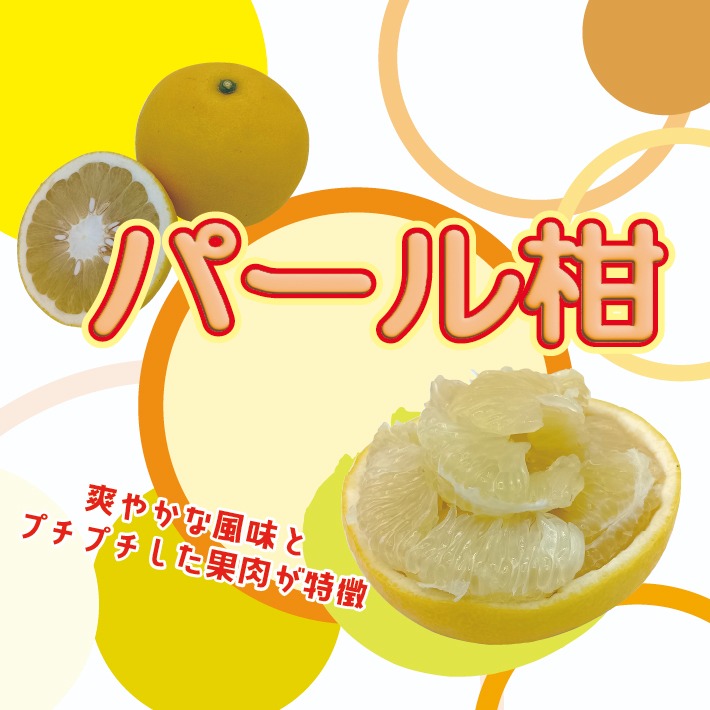 ビッグで上品な甘み！『パール柑』【わけあり 4.0～4.5kg】 | 果物