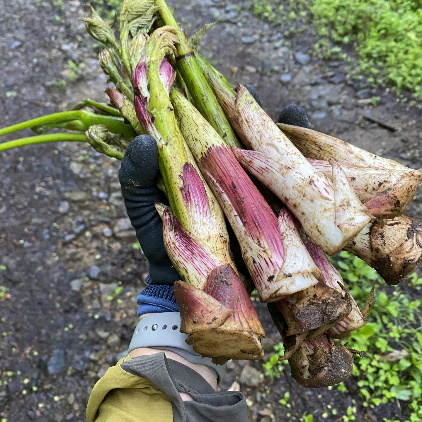 ウドの産地直送食材一覧（通販・お取り寄せ）-産直アウル