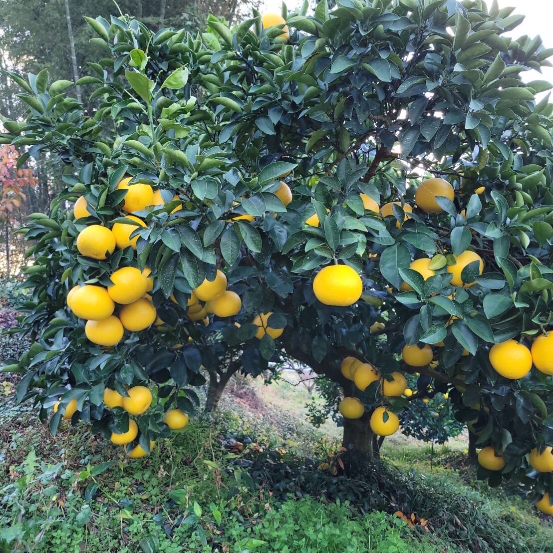 和歌山県産 藤田農園の八朔 10kg 送料無料 | 果物/オレンジ・その他