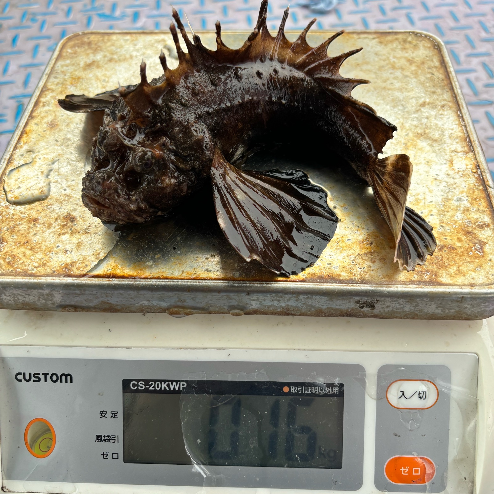 オニオコゼ、1尾150g前後〜200g1キロ前後 ｜ 魚介類/その他魚介 産直 