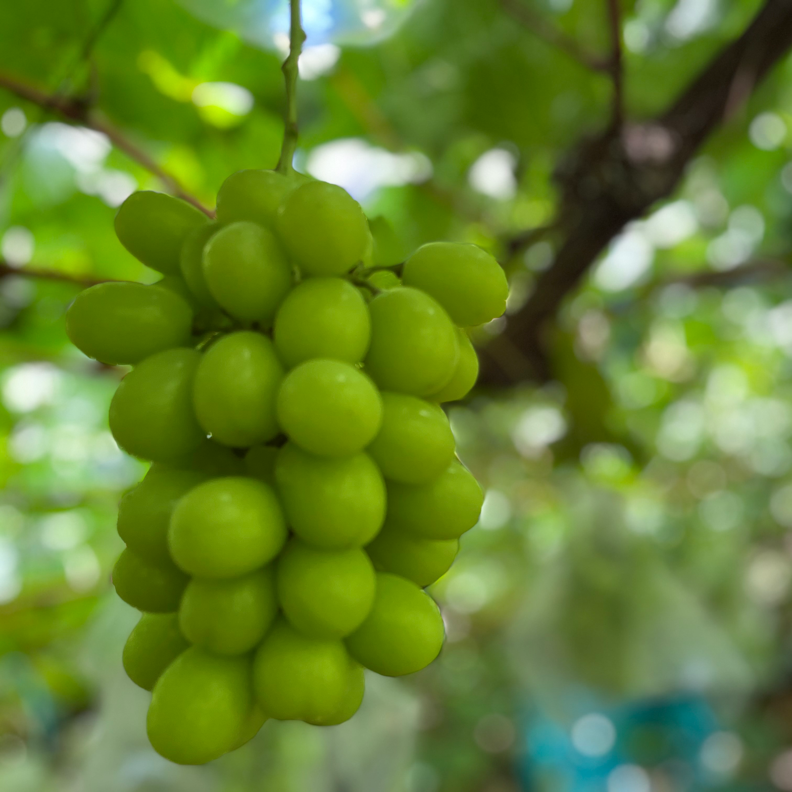 かずちゃん農園の1房700g以上の甘さ抜群のシャインマスカット