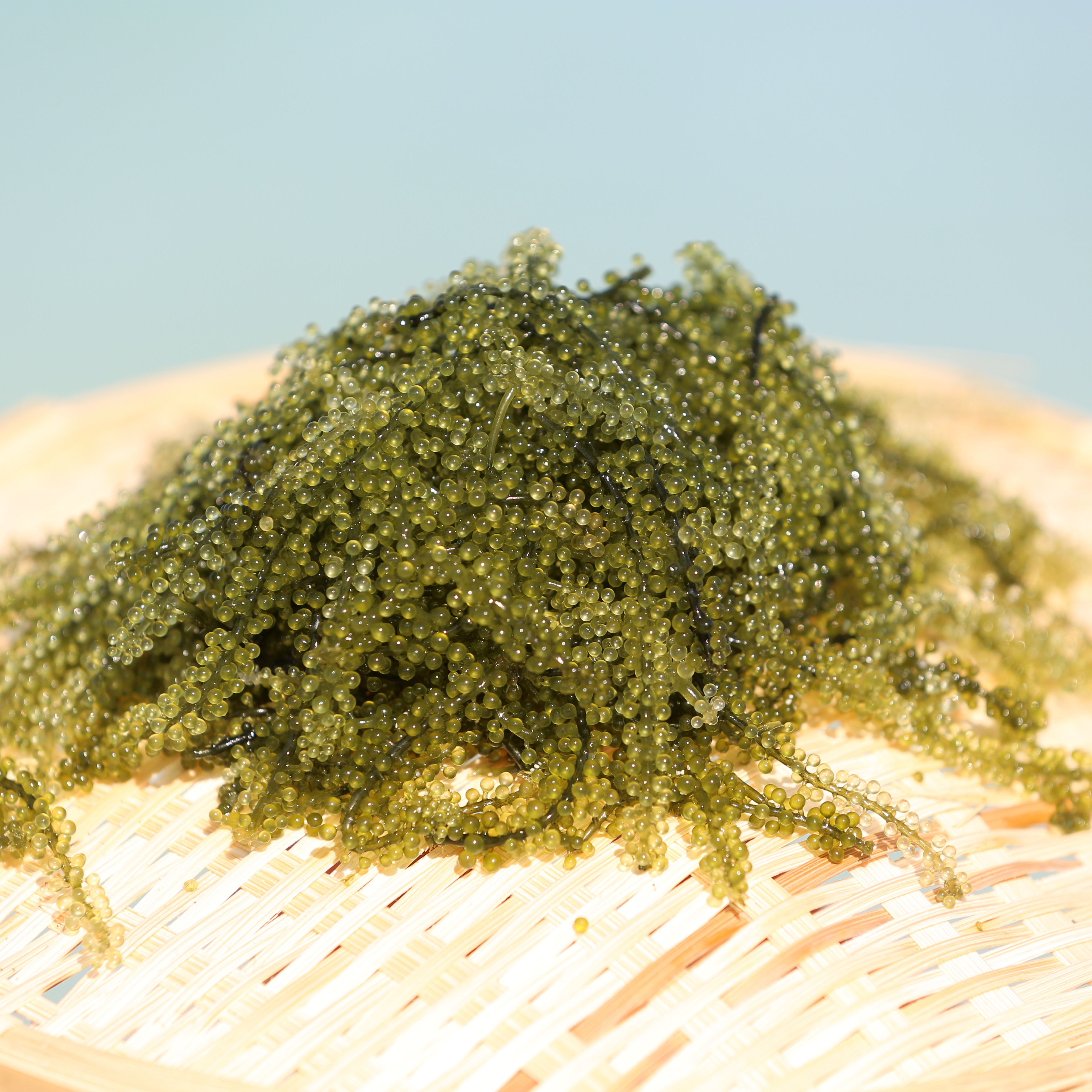 宮古島産朝採れ海ぶどう食べ比べセット【厳選品＋茎付き】：500g タレ