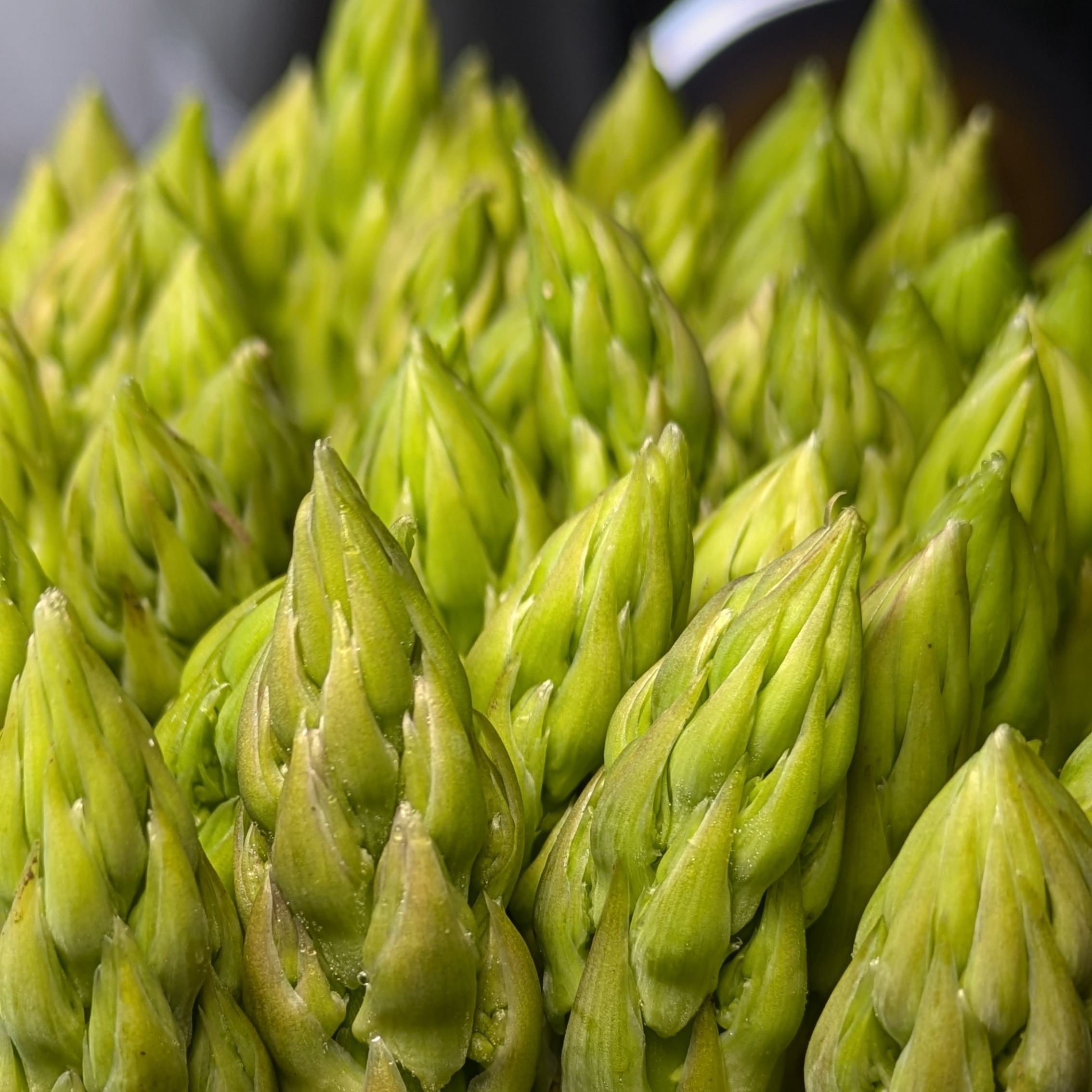 うえの農園の朝採りアスパラガス500g サイズ：L ｜ 野菜/アスパラガス 
