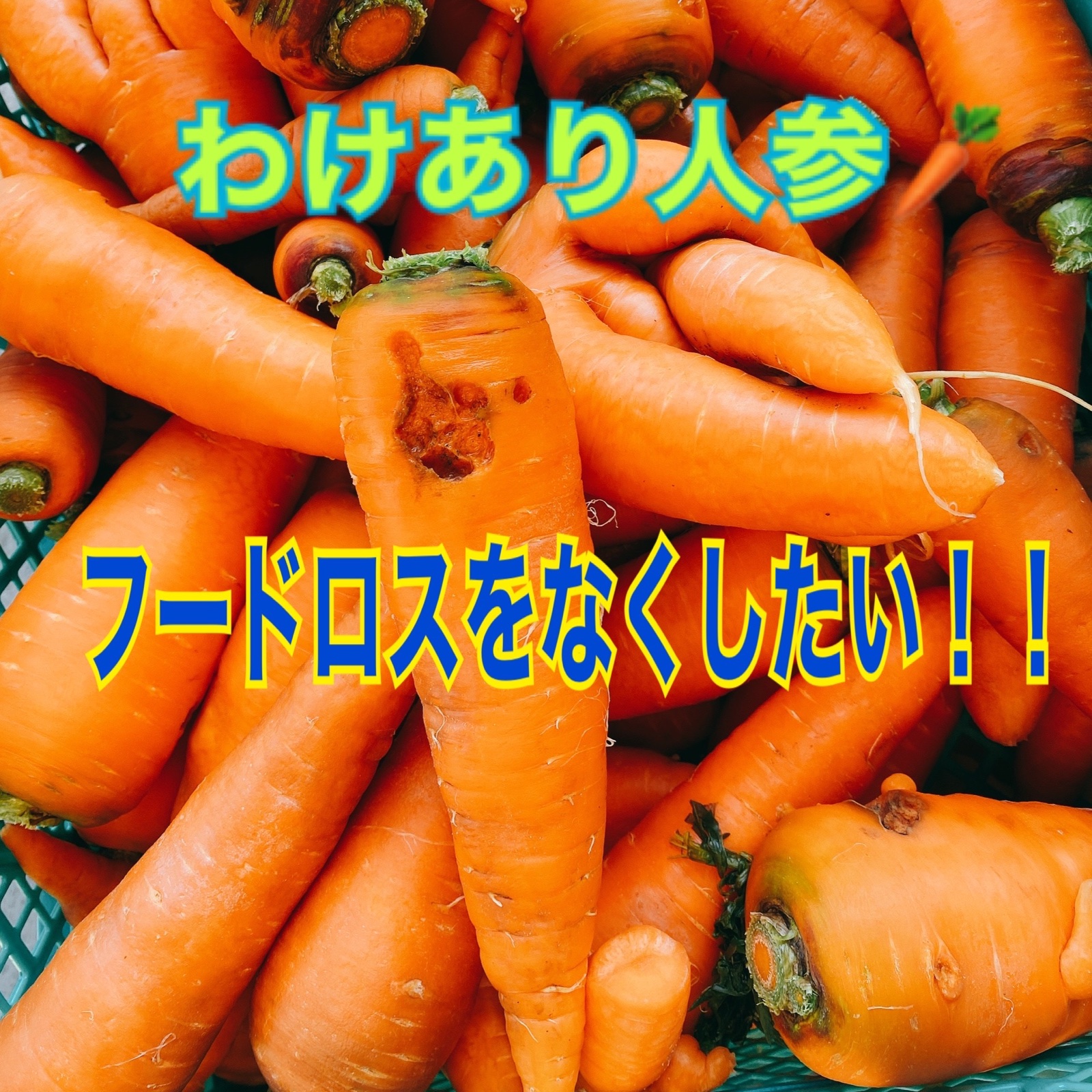 わけありにんじん。のぐちファーム安曇野産20キロ ｜ 野菜/人参 産直