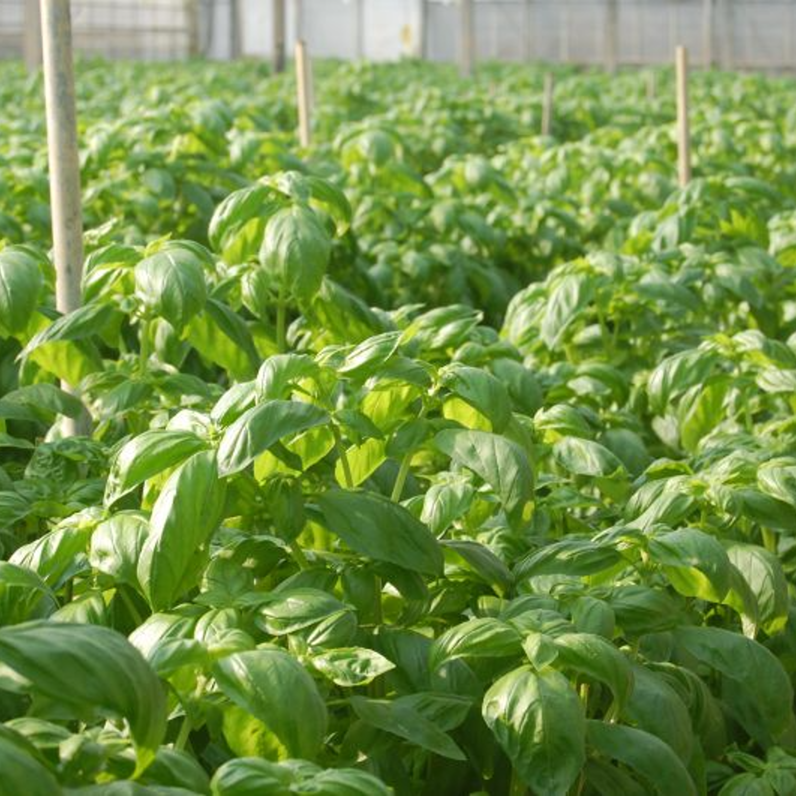 フレッシュ 沖縄県産 スイートバジル【2kg】 ｜ 野菜/ハーブ 産直 