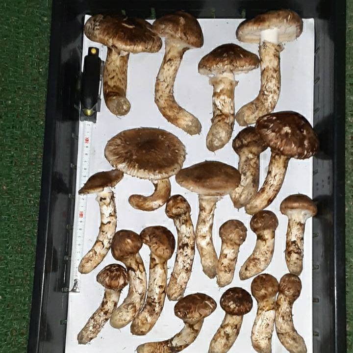 ご家庭用】南信州産 松茸300g ｜ 野菜/きのこ 産直アウル 農家・漁師