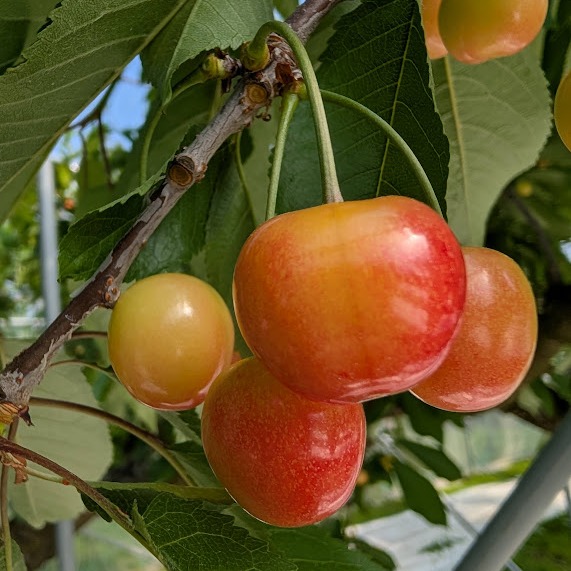 【訳あり大特価!!】色薄紅秀峰3kg Lサイズ以上 青森県産 果樹園直送 青森産コルト紅秀峰 玉芳農園