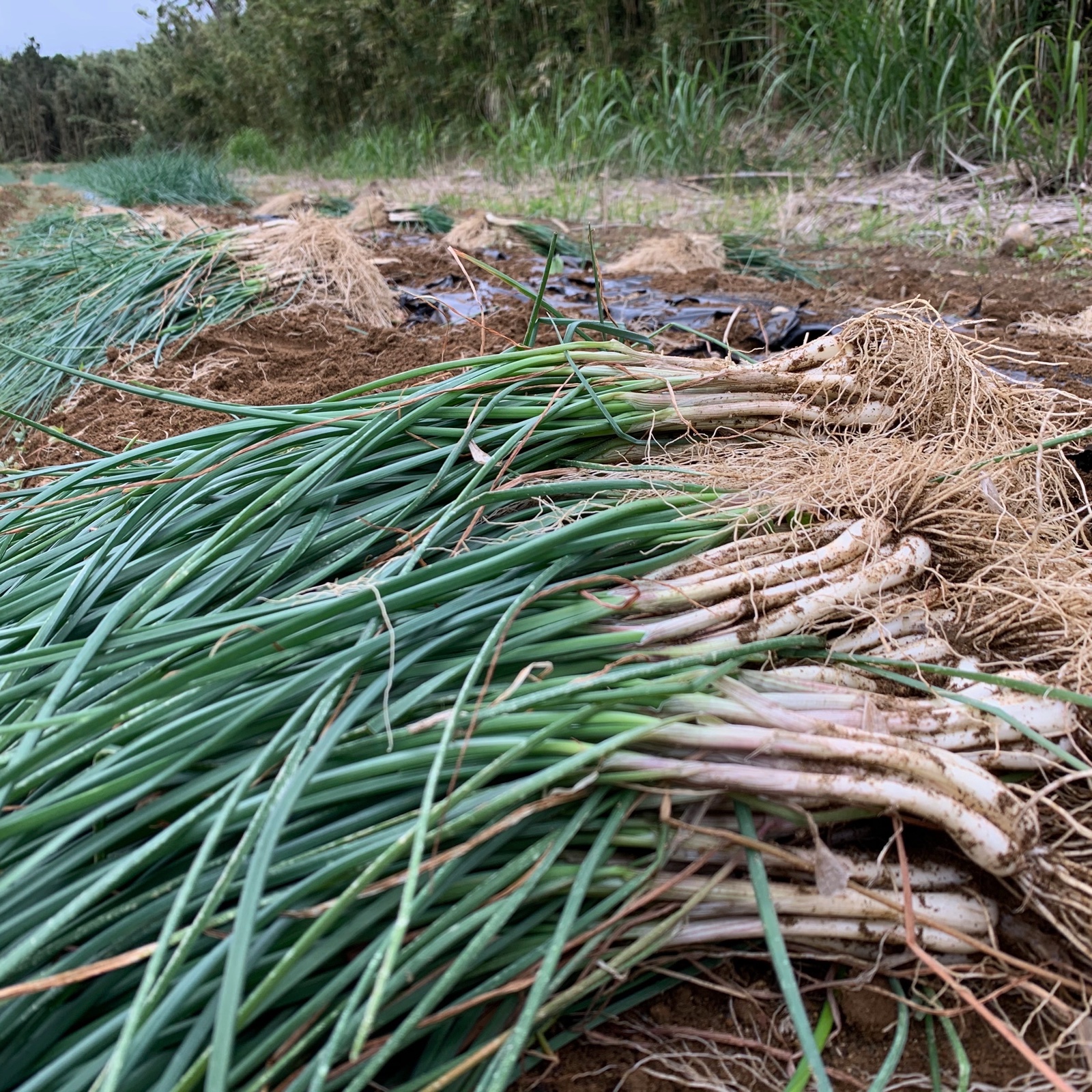 トカラ列島特産 潮風 島らっきょう（土つき2kg） ｜ 野菜/薬味 産直