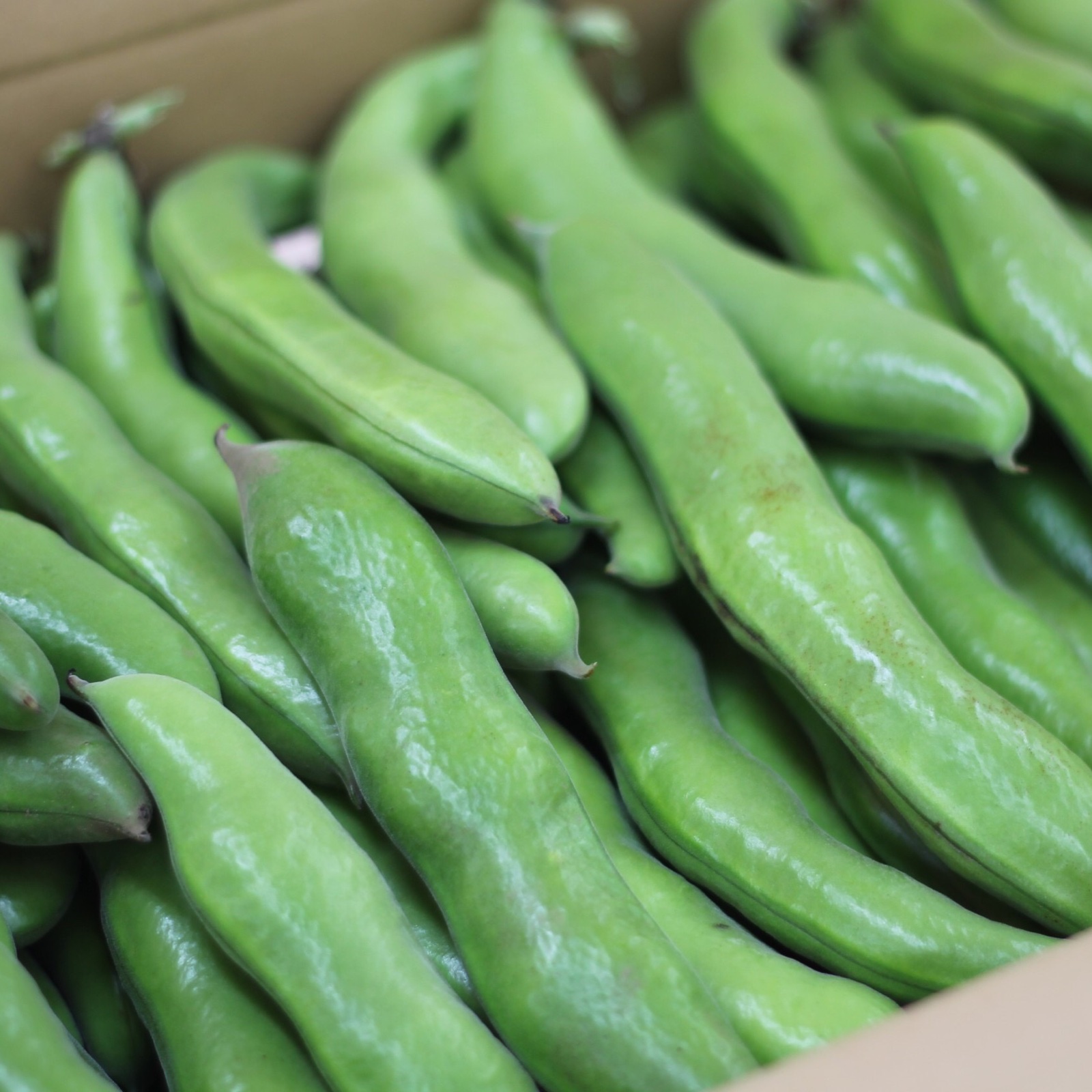 上村さんのそら豆 ｜ 野菜/豆類 産直アウル 農家・漁師など生産者から