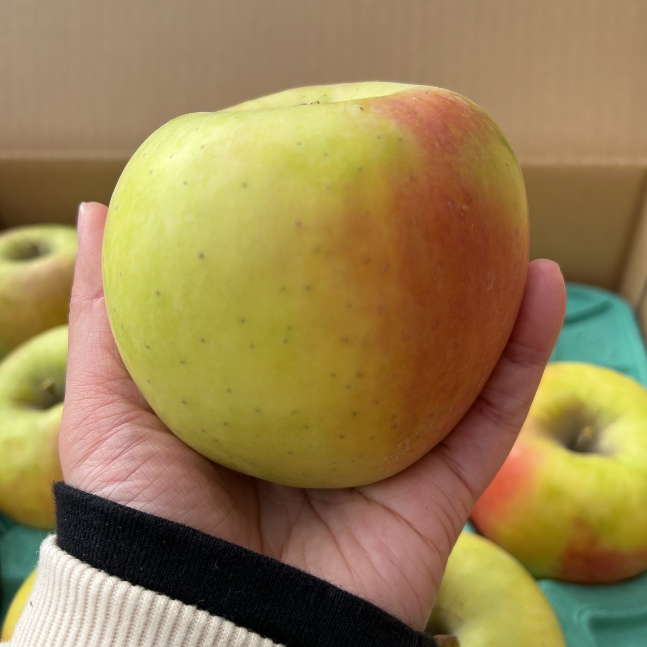 荒谷農園プレミアム ぐんま名月 約3kg 8〜10玉 ｜ 果物/りんご 産直