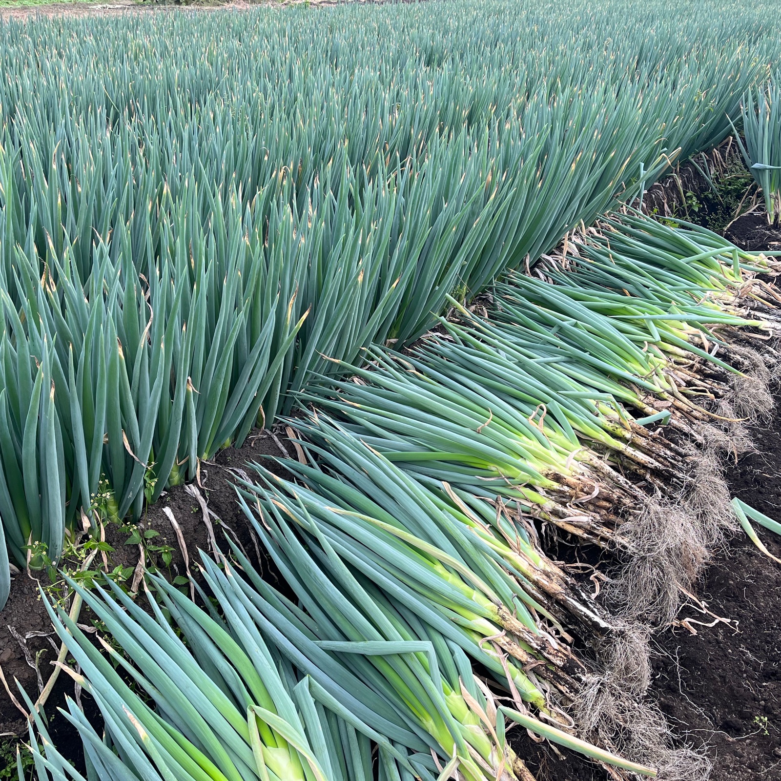 規格外】 長ネギ 太さいろいろ 5㎏ | 野菜/ねぎ 産直アウル 農家から