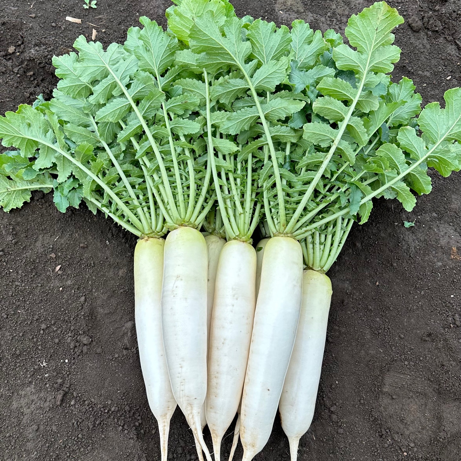 新鮮！青首大根セット ｜ 野菜/大根 産直アウル 農家・漁師など生産者