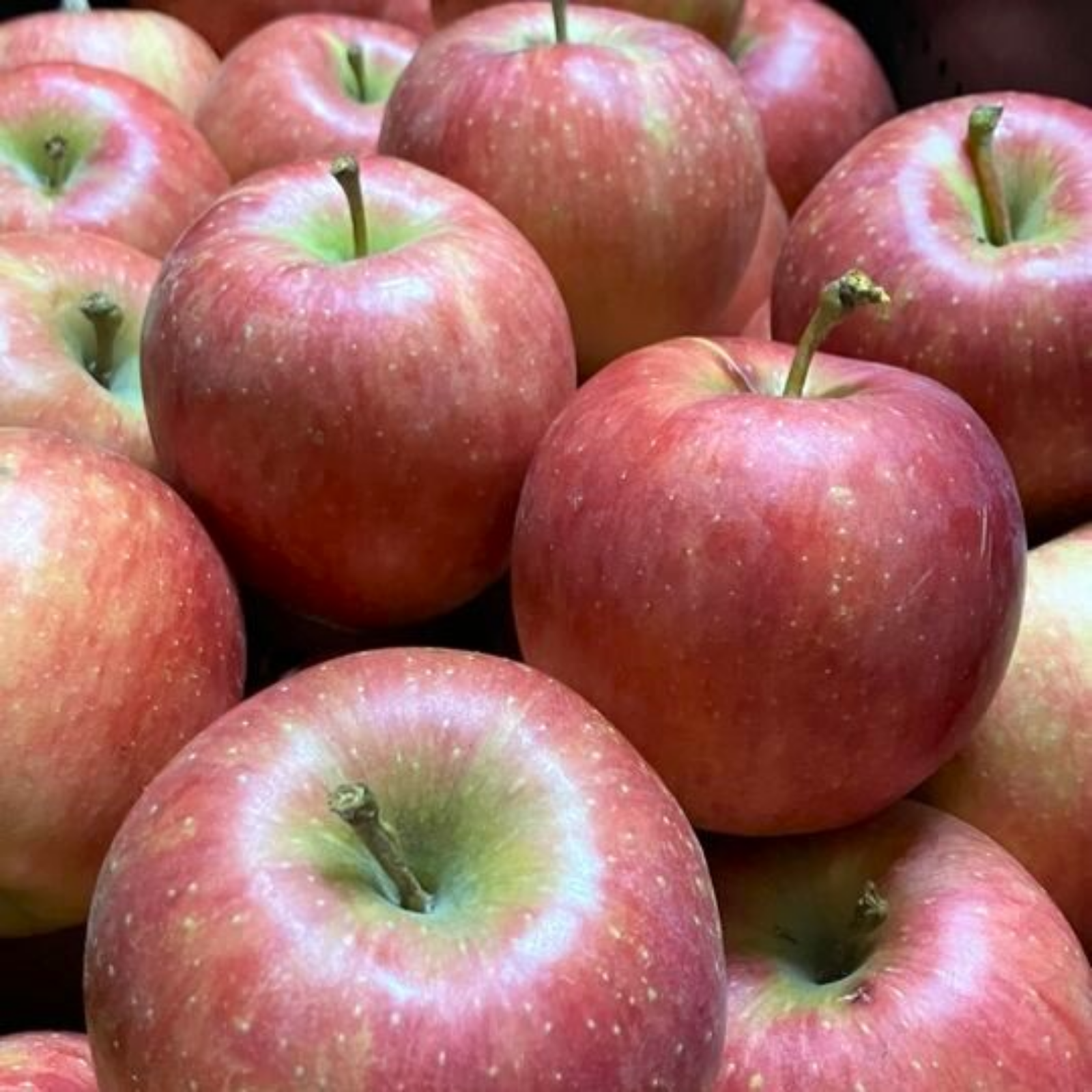 りんご 完売】千秋（せんしゅう）2.5kg（6～12個） | 果物/りんご 産直アウル