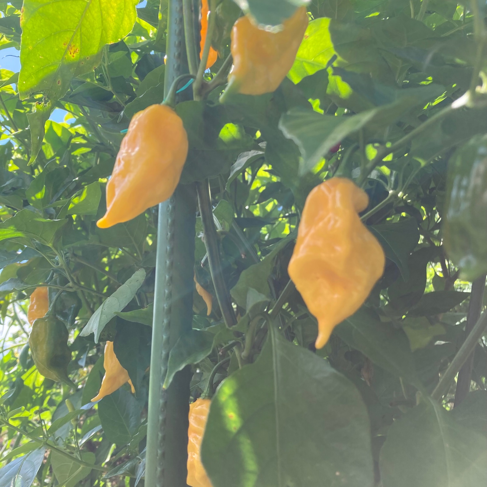 まるに本舗の激辛唐辛子セット | 野菜/その他野菜 産直アウル 農家から