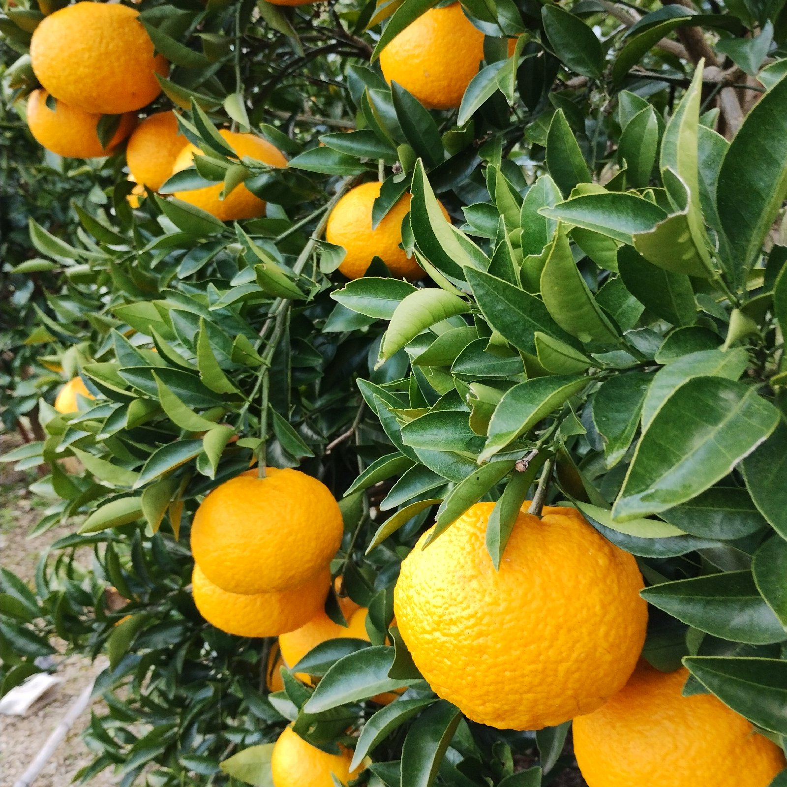 広島産八朔(はっさく）味自慢3Lサイズ特上品（10K） | 果物