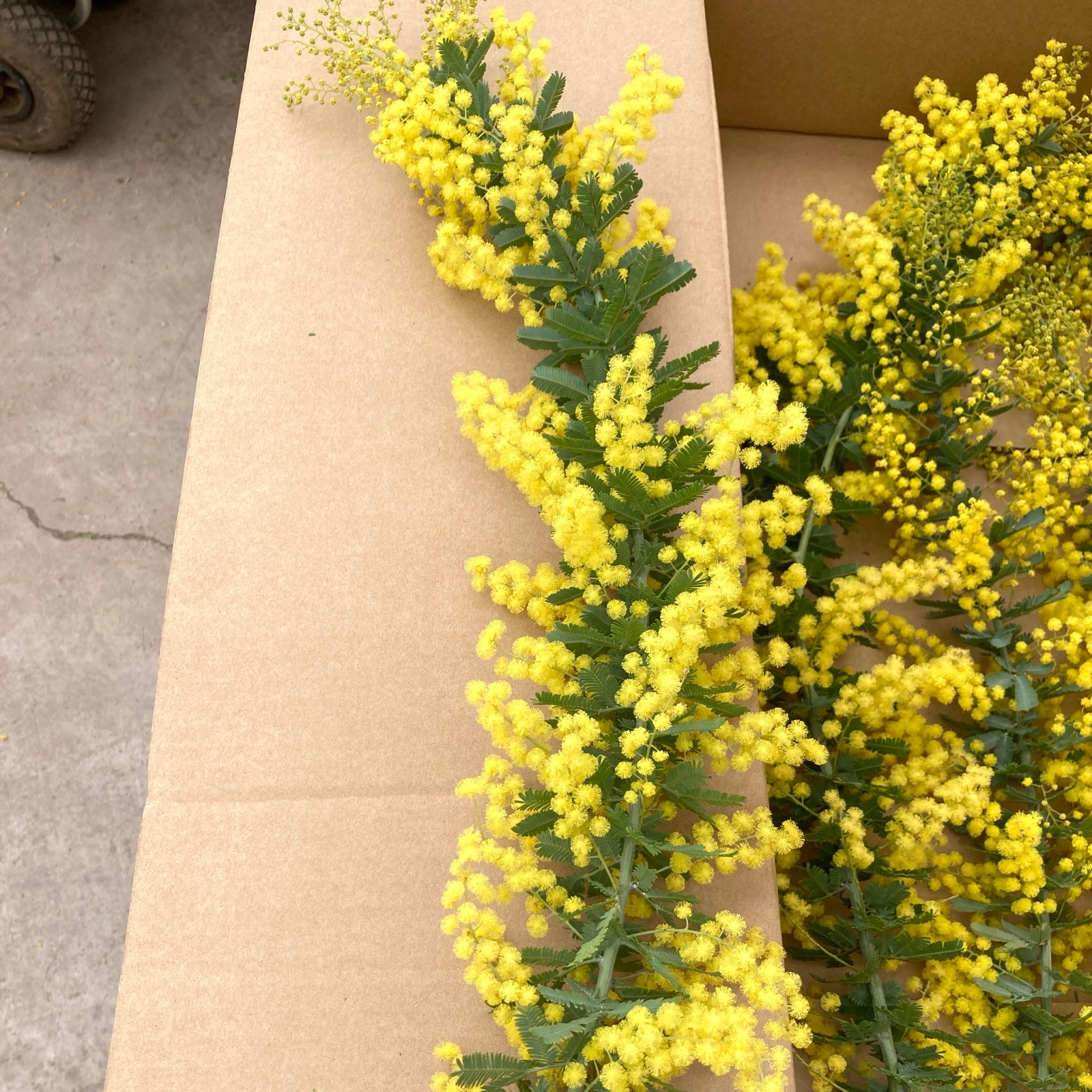 gongen畑のミモザ 銀葉アカシア ｜ 花・植物/花・植物 産直アウル 農家